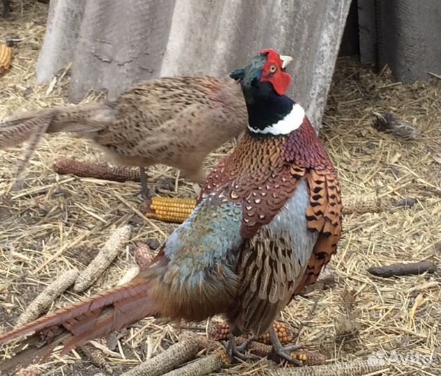 Яйцо инкубационное фазана