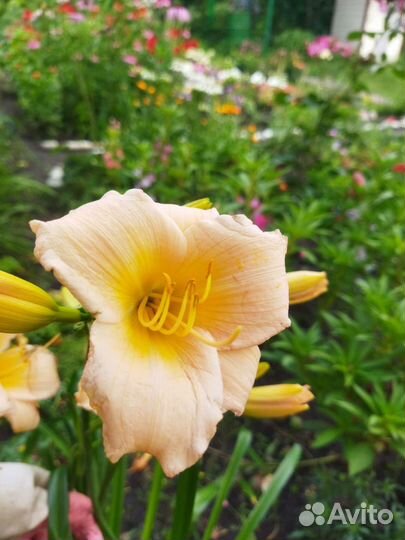 Лилейник сортовой, нежно-персиковый