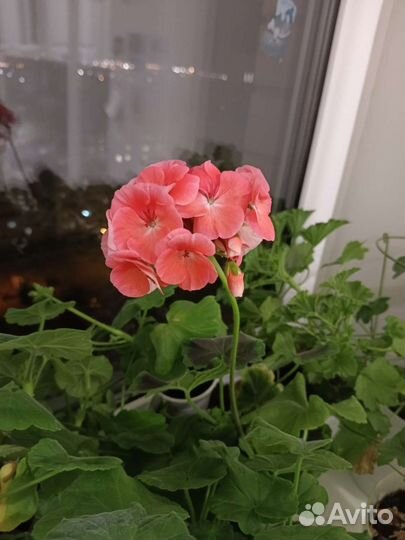 Пеларгония герань