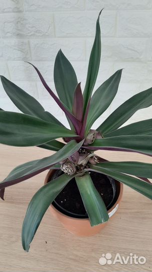 Рео комнатное растение