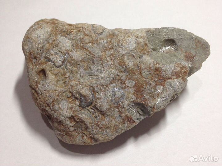 Камень с множеством ракушек внутри, более 20 шт