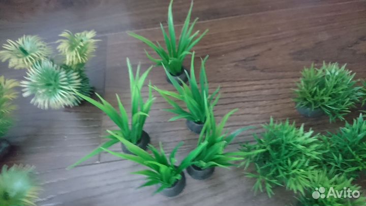 Растения для аквариума