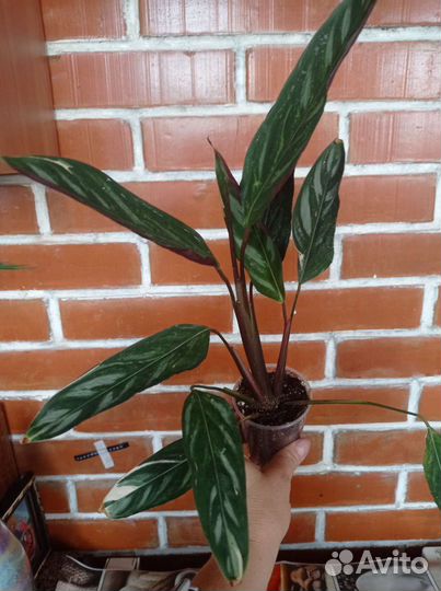 Ктенанта Лубберса и Оппенгейма вар., монстера