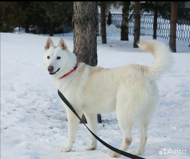 Роскошная собака в добрые руки