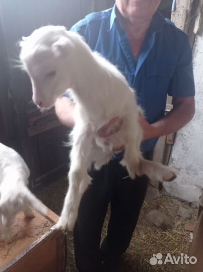 Козлик Ламанча