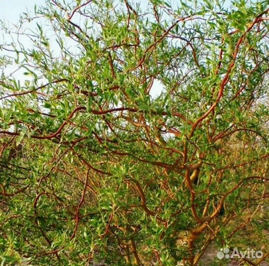 Ива извилистая свердловская