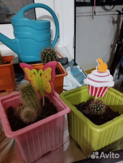 Кактус бесплатно