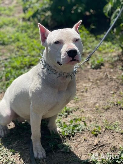 Щенки питбуля