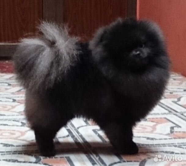 Предлагаются кобели для вязки