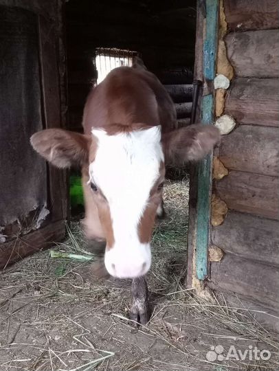 Тёлка 4 месяца