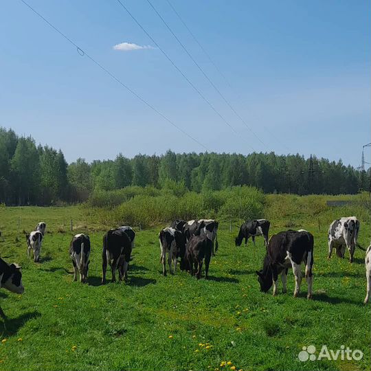 Продаются коровые дойные
