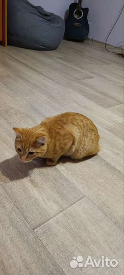 Курильский бобтейл помесь