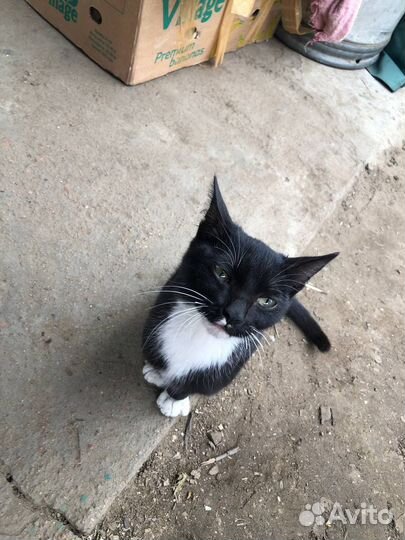 Котенок мальчик бесплатно