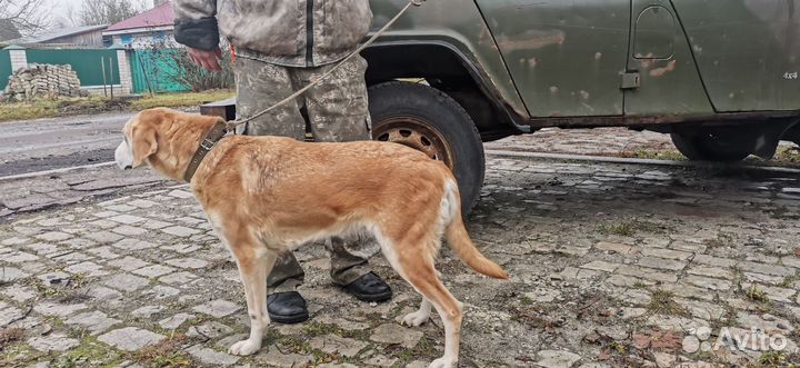 Русская гончая