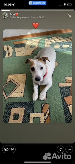 Джек Рассел терьер