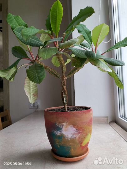 Эуфорбия Молочай беложилковый