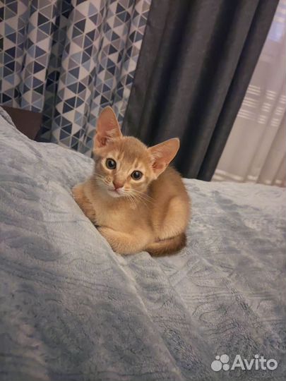 Абиссинский котёнок