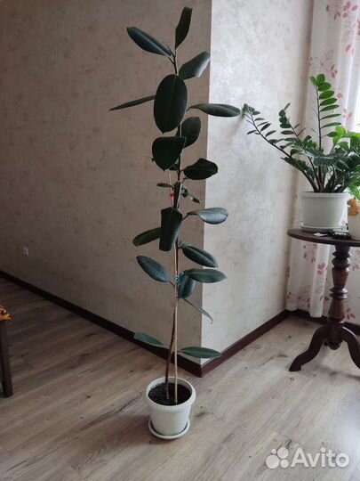 Фикус каучуконосный