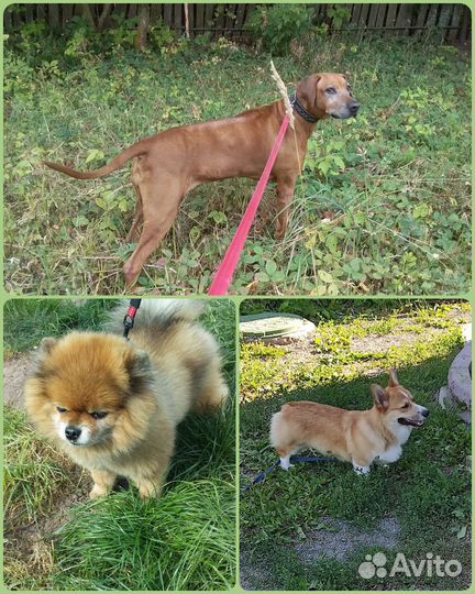 Передержка собак