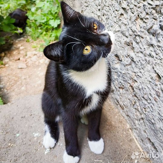 Котятки: все проходят мимо них