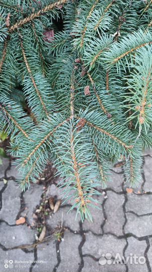 Ель голубая