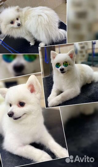 Груминг стрижка собак кошек