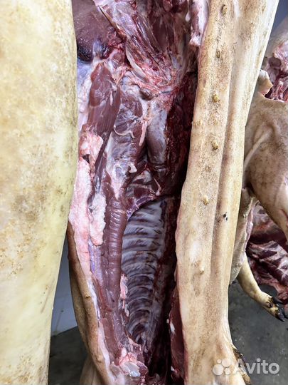 Мясо свинина полутуши