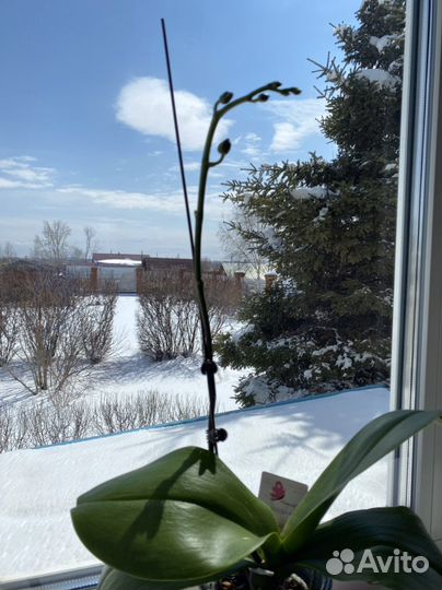 Орхидея Phalaenopsis