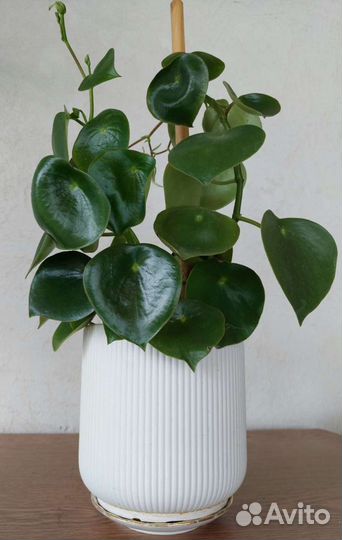 Продам/обменяю Пеперомию рейндроп