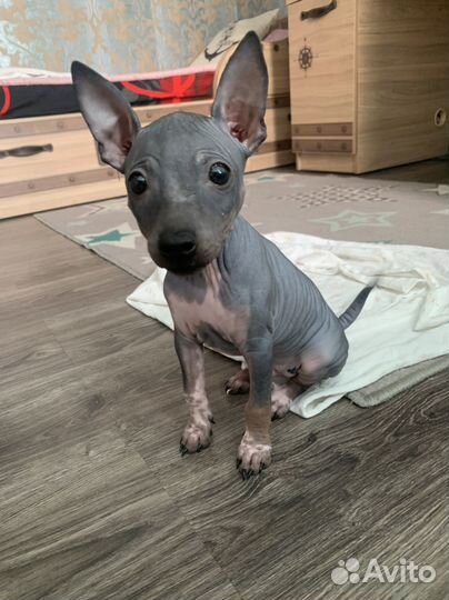 Американский голый терьер