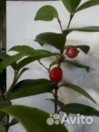 Плодовая экзотика- евгения рейнвардтиана