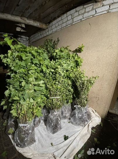 Саженцы ягодных растений оптом