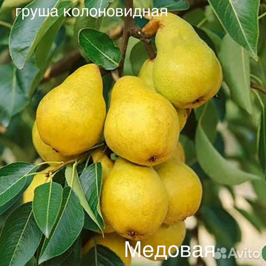 Саженцы колоновидные и не только