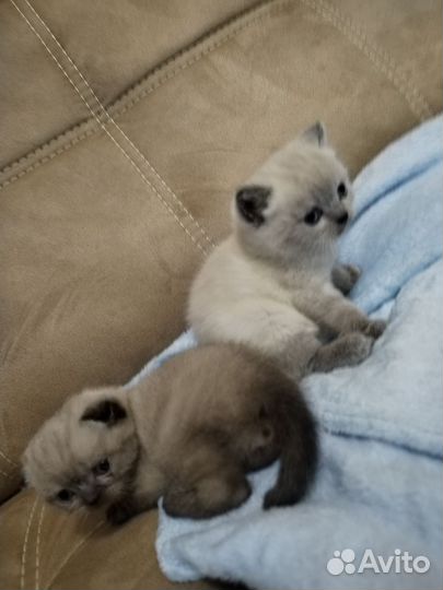 Шотландские котята