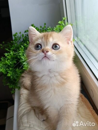 Шотландские котята мальчики шоколадное золото