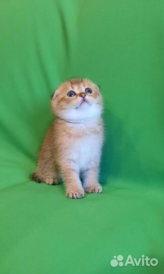 Шотландские котята
