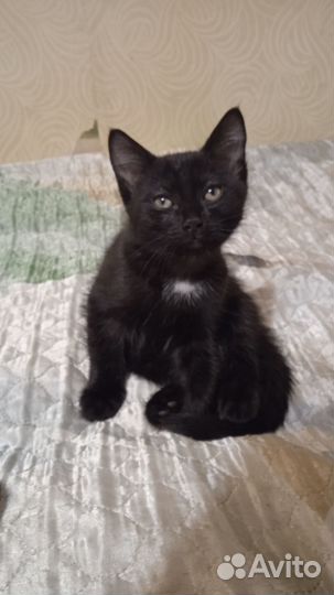Отдам котенка в добрые руки