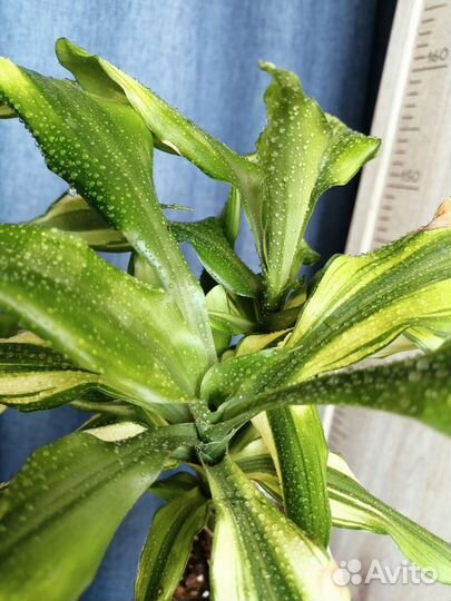 Драцены 2 сорта