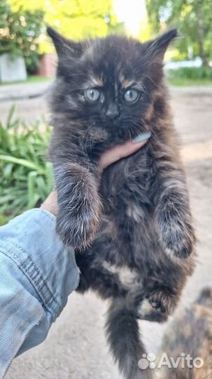 Котики бесплатно