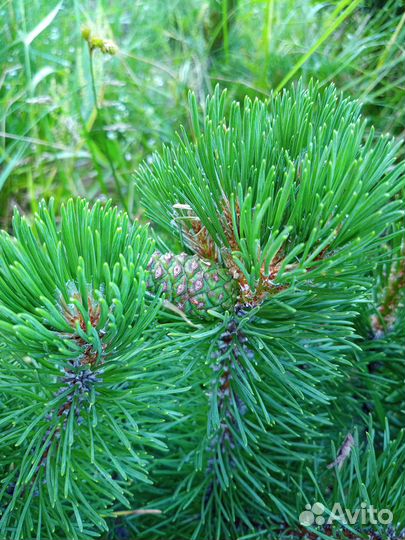 Сосна горная Мугус