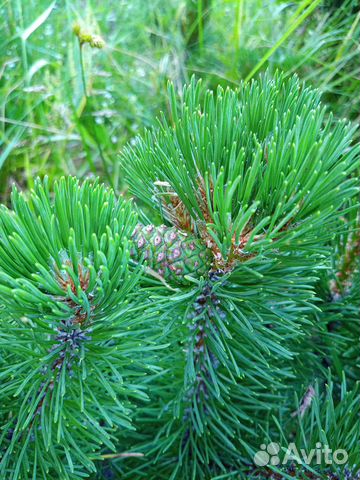 Сосна горная Мугус