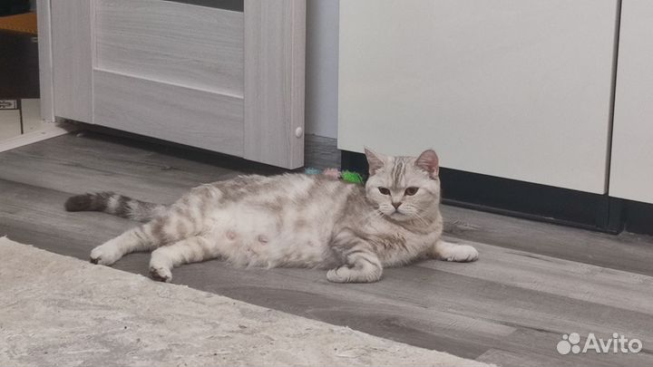 Молодая кошка