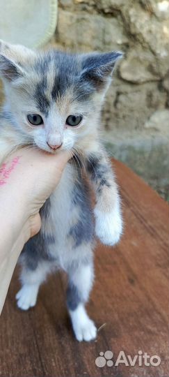 Котята в добрые руки бесплатно