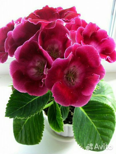 Глоксиния клубни