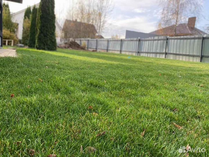 Рулонный газон напрямую от производителя