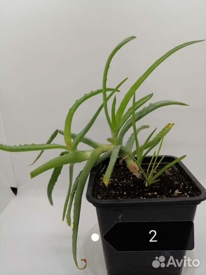 Кактусы и суккуленты. Алоэ