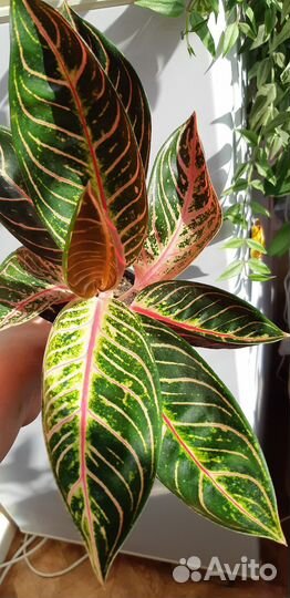 Аглаонема Суматра