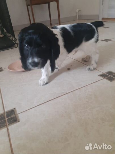 Кокер спаниель