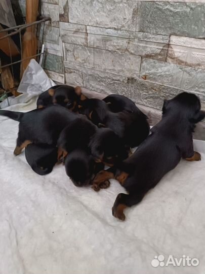 Йоркширский терьер щенки