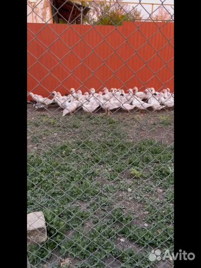 Мускусные утки, тяжелой линии, утята